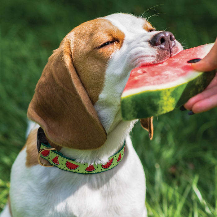 One in a Melon Dog Collar: XS