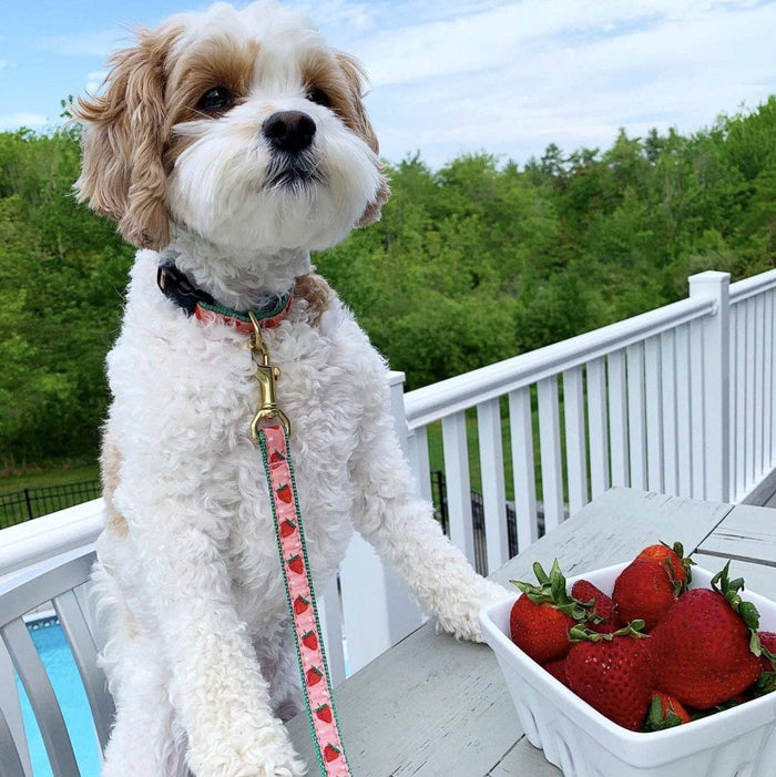 Strawberry Fields Dog Collar: XS