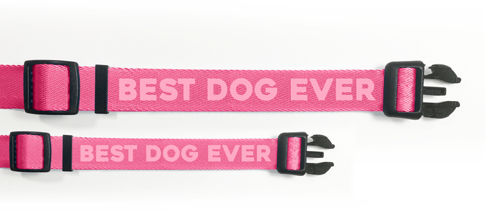 Best Dog Ever Dog Collar: Medium