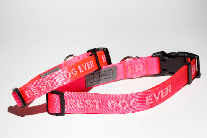 Best Dog Ever Dog Collar: Medium